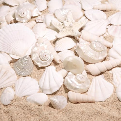Silver White Sea Shell Mixed Ocean Shells Set, 1.2"-2.6" Various Sizes Natural Seashell & Starfish for Beach Themed Decor, DIY Crafts, Vase Fillers, Fish Tank, Home, Wedding & Party Decoration