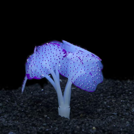 Silicone Artificial Coral Glowing Jellyfish Aquarium Decor Simulation Water Plant Anemone Fish Tank Landscape Ornament (Purple) - color: Purple