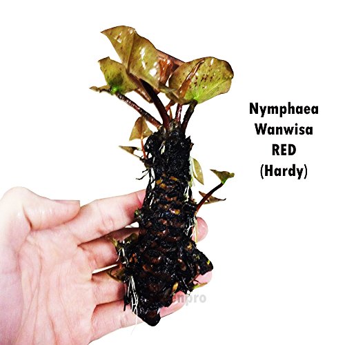 Live Aquatic Plant Nymphaea Wanwisa Red Hardy Water Lilies Tuber for Aquarium Freshwater Fish Pond