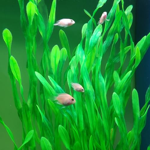 25.98 Inch Tall Aquarium Plants – 2 Pcs Fish Tank Plants Plastic, Large Lifelike Artificial Fish Tank Decorations, Durable & Safe for Freshwater/Saltwater Aquariums (Green (Style B))