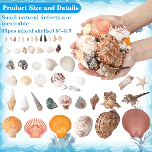 35 Pcs Large Sea Shells Mixed Beach Seashells 35 Kinds 0.8"-3.5" Various Sizes Natural Seashell Starfish Ocean Shells Conch for DIY Crafts Vase Fillers Beach Party Fish Tank Wedding Home Decor