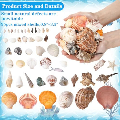 35 Pcs Large Sea Shells Mixed Beach Seashells 35 Kinds 0.8"-3.5" Various Sizes Natural Seashell Starfish Ocean Shells Conch for DIY Crafts Vase Fillers Beach Party Fish Tank Wedding Home Decor