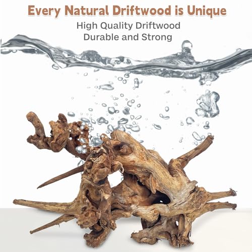Natural Large Driftwood for Aquarium Fish Tank Decorations, Driftwood for Reptile Tank Bearded Dragon Tank Accessories Terrarium Decor (7.5 to 14.5 inches / 2 Pack)