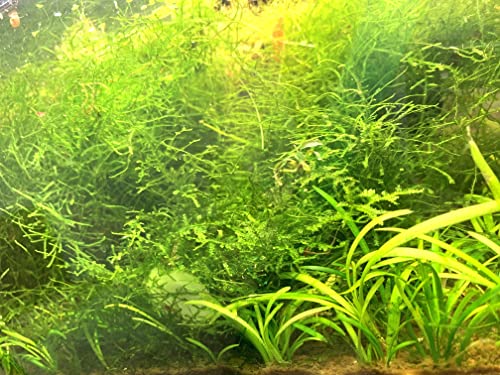3X Java Moss Taxiphyllum Barbieri - Live Aquarium Plants Moss Aquatic Plants Vesicularia Dubyana