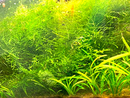 3X Java Moss Taxiphyllum Barbieri - Live Aquarium Plants Moss Aquatic Plants Vesicularia Dubyana