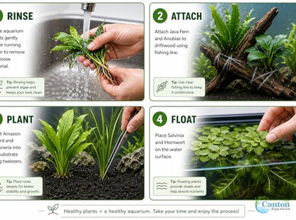 Live Aquarium Plants Bundle 6 Pack Beginner Freshwater Plants Low Light No CO2 - Low | Medium | High Light