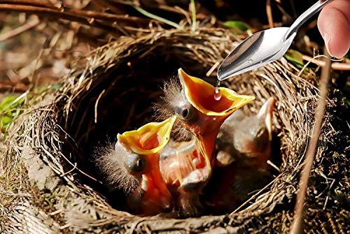 60ML Baby Bird Parrot Feeding Tubes, Liquid Medicine Feeder Push-Tube Pet Cat Dog Feeder with 2 Pcs Stainless Steel Metal Feeding Spoon