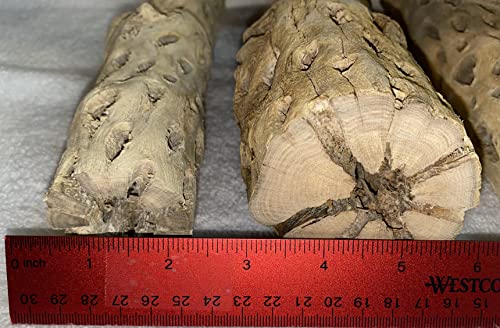 Awesome Aquatic 12 inch 2-3” Thick XL Teddy Bear/Chain Fruit/Buckhorn/Staghorn Cholla Wood Hollow Tube Wood Cactus Skeleton Tubes 12” x 2-3” Thick/Diameter (12 in x 2-3 in Diameter)