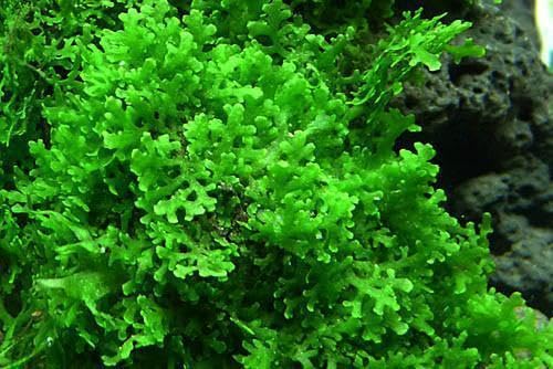 Live Aquarium Plants on Driftwood, Lava Rock, Moss, Fiber Mat - Freshwater Fish Tanks - Easy, Beginner Friendly (Mini Pellia on Stainless Steel Mesh, (1 Pack))