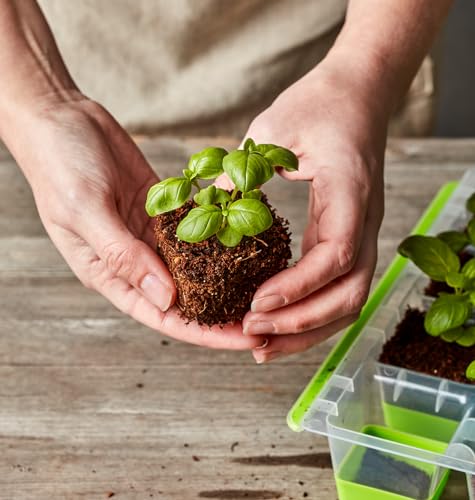 Burpee SuperSeed Starting Tray | 16 XL Cell | Reusable & Dishwasher Safe | for Vegetable, Flower & Herb Seeds | Indoor Grow Kit for Deep-Rooted Seedlings, Green - size: 16 Cells