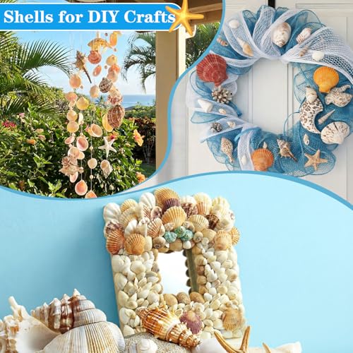 35 Pcs Large Sea Shells Mixed Beach Seashells 35 Kinds 0.8"-3.5" Various Sizes Natural Seashell Starfish Ocean Shells Conch for DIY Crafts Vase Fillers Beach Party Fish Tank Wedding Home Decor