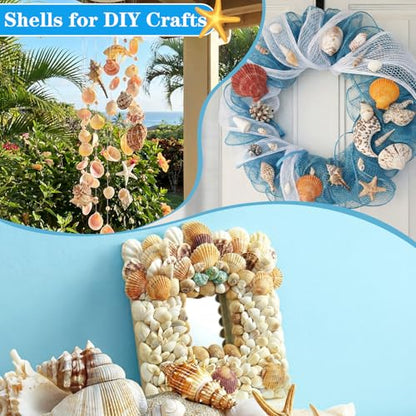 35 Pcs Large Sea Shells Mixed Beach Seashells 35 Kinds 0.8"-3.5" Various Sizes Natural Seashell Starfish Ocean Shells Conch for DIY Crafts Vase Fillers Beach Party Fish Tank Wedding Home Decor