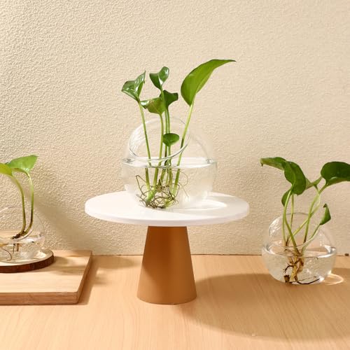 balacoo 3 Pcs Glass Terrariums Bowl for Plants, Terrarium Jar for Air Plant Clear Globe Vase Glass Bowl for Home Desktop Decor | Modern slant-cut design adds elegance to home or office. Transparent glass displays succulents and moss for a stunning view.