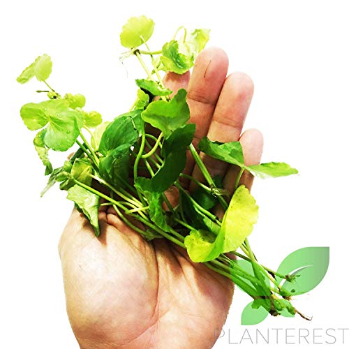 Brazilian Pennywort Potted Hydrocotyle Leucocephala Tropical Easy Live Aquarium Plants Decorations for Fish Tank BUY2GET1FREE Eco Friendly