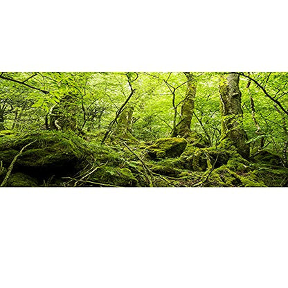 30x12 inches Durable Polyester Deep Rainforest Terrarium Background Tropical Aquarium Background Green Huge Trees Peaceful Forest Moss Plants Reptile Habitat Photography Backdrop - size: 30x12in-P