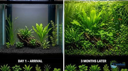 Live Aquarium Plants Bundle 6 Pack Beginner Freshwater Plants Low Light No CO2 - Low | Medium | High Light
