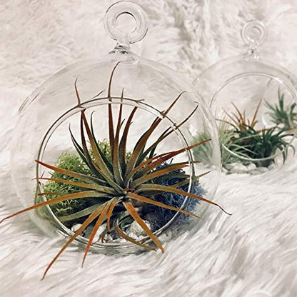 WGV Hanging Terrarium Globe, Width 7", Height 8", DIY Air Succulent Planter, Clear Glass Vase Orb with Flat Bottom, Candle Holder Outdoor Garden Decor, 6 Pieces - size: 7" Flat Bottom