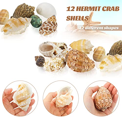 Hermit Crab Shell - Openning Size 0.6"-2" Medium to Large Growth Turbo Seashells Natural Sea Shells for Hermit Crab Supplies, Aquarium Décor, Nautical Decoration (12 Pcs)
