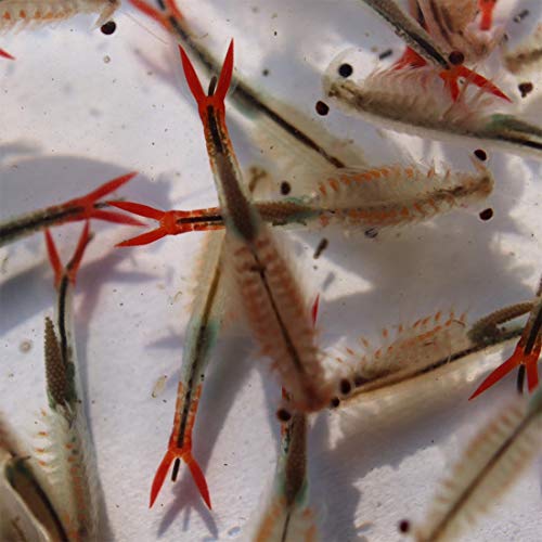 GREEN WATER FARM Fairy Shrimp Sirindhornae Eggs Live Fish Food for Hatching and Culture Suitable for Feed Betta Fish
