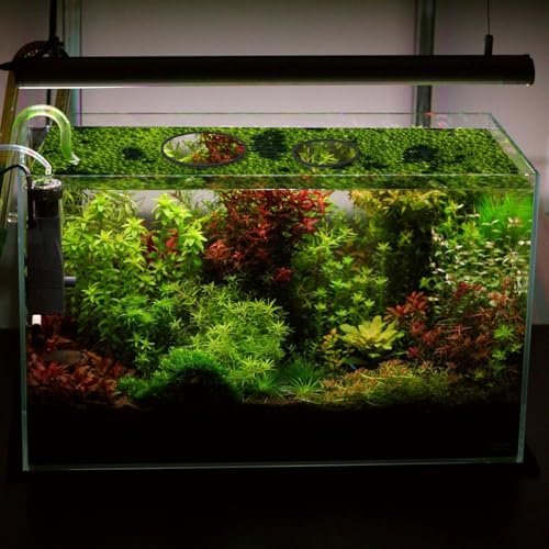 5 Pcs Round Feeding Ring for Fish Tank, 5 Sizes Aquarium Floating Plant Barrier Floating Plant Corral Fish Tank Aquarium Accessories for Betta(Black)