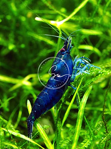 Swimming Creatures™ Freshwater Aquarium Shrimp - A Perfect Combo to Brighten Your Aquarium! (10, Premium Blue) - color: PREMIUM BLUE DREAM (DIAMOND)
