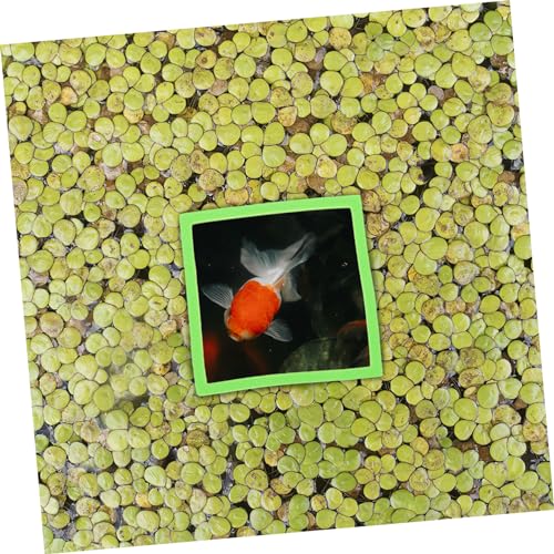 MERRYHAPY 5pcs Floating Plant for Aquariums Holders for of Aquatic Plants Easy Feeding for Fish Tanks