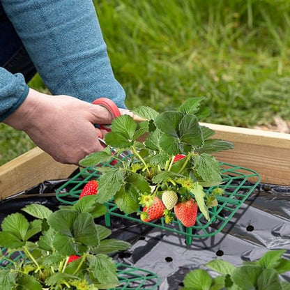 12 Packs Square Strawberry Supports-Strawberry Growing Racks- Plant Support Strawberry Stand Holder Growing Frame Keep Berries Clean