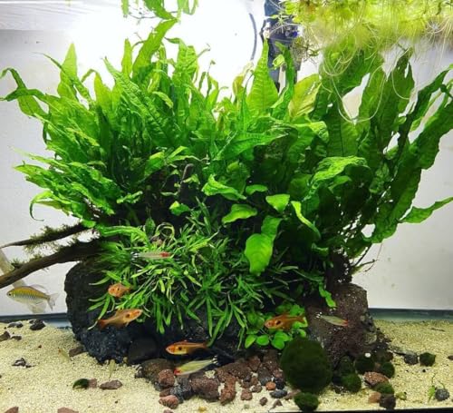 Java Fern Live Aquarium Plants - Freshwater Plant for Fish Tanks - Beginner Friendly, Low Light (Java Fern, Bare Root (1 Piece)) - color: Java Fern, size: Bare Root - 1 Count