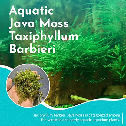 Java Moss 5-Pack Taxiphyllum Barbieri Portion Cups - Live Aquarium Moss for Freshwater Fish Tanks, Shrimp Breeding, Aquascaping, Low Light No CO2 Required