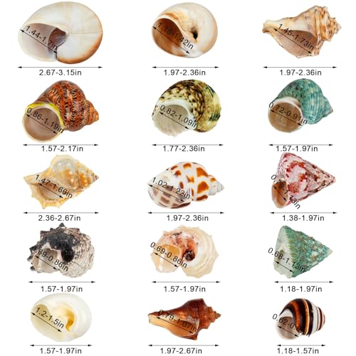 15PCS Hermit Crab Shells | Natural Sea Conch Size 1.6"-3.2" | Growth Turbo for Small to Medium and Large Crabs, Saltwater Hermit Crab Supplies and Sea Shell for Beach Decor