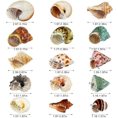 15PCS Hermit Crab Shells | Natural Sea Conch Size 1.6"-3.2" | Growth Turbo for Small to Medium and Large Crabs, Saltwater Hermit Crab Supplies and Sea Shell for Beach Decor
