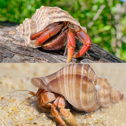 5PCS Large Hermit Crab Shells | Natural Sea Conch Shells Size 2.8" - 4", Opening Size 1.2" - 2.3" | Turbo Seashells for Hermit Crab Supplies and Fish Tank Decoration and live hermit crab accessories