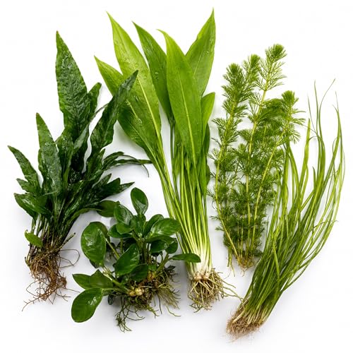 Assorted Mixed Plant Bundle - Live Aquarium Plant - Freshwater - Low | Medium | High Light