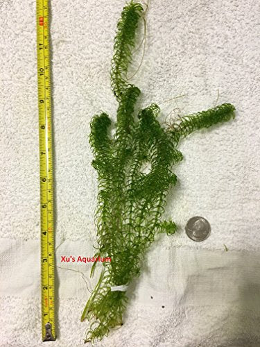 6 Narrow Leaf Anacharis (Egeria Najas), Live Aquarium/Aquatic/Mid-Ground/Background/Stem/Cold Water Plant by G&Z