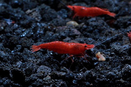 Live Freshwater Aquarium Shrimp - Neocaridina (Painted Fire Red, 10 Pack) - color: Painted Fire Red