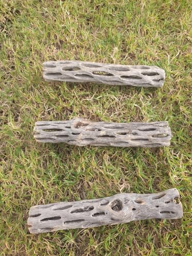 Hexagrowth Cholla Wood Shrimp Hideout, Habitat for Fish, Toy for Gecko, Hermit, Snake, Isopods, Millipedes, Beetle, Snail, Airplant Decor, Bird Perch, Untreated Size 6'' Long, 1'' Diameter (3 Pieces)