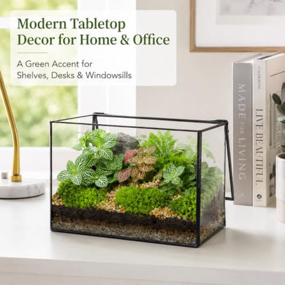 Glass Plant Terrarium with Lid, Rectangular Black Metal Frame Box for Indoor Plants, Clear Glass Container for Moss, Succulent, Fairy Garden, Tabletop Decor DIY Gift, 8.3”L x 4.7”W x 5.5”H