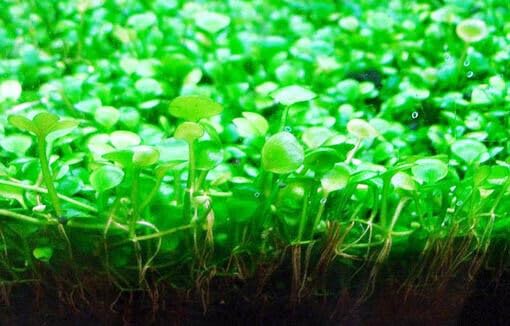 Fresh Water Aquarium Plant Starter Kit, Easy Growing, Small Leaf, Dwarf Carpet Decor for Fish Tank/Terrarium - 1 Pack (Big Leaf)