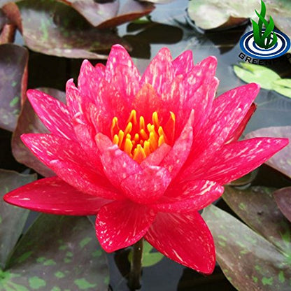 Live Aquatic Plant Nymphaea Wanwisa Red Hardy Water Lilies Tuber for Aquarium Freshwater Fish Pond