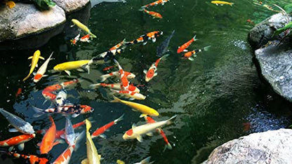 AlpineReach Koi Pond Netting Kit 7 x 10 ft Black Heavy Duty Woven Fine Mesh Net Cover for Leaves - Protects Koi Fish from Blue Heron Birds, Cats & Predators – Reusable & Stakes Included