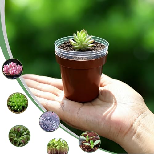 100 Pack 2 Inch Round Nursery Pots, 50 Clear and 50 Red Seedling Starter Pots, Plastic Plant Pots with Drainage Holes, for Seed Germination, Root View and Light Blocking - color: Clear + Red (100pcs)