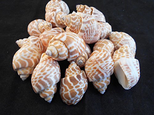 100 Select Large Babylonia Spirata Shells Seashells 1 1/2" - 2" Shellcraft Beach Crafts Nautical Decor Beach Wedding