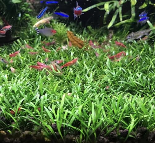 3X Cryptocoryne Parva Easy Live Aquarium Plants for Aquatic Freshwater Fish Tank