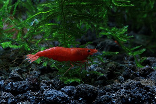 Live Freshwater Aquarium Shrimp - Neocaridina (Painted Fire Red, 10 Pack) - color: Painted Fire Red