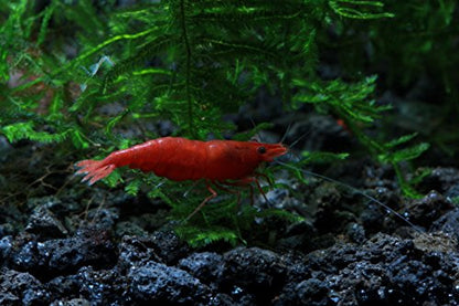Live Freshwater Aquarium Shrimp - Neocaridina (Painted Fire Red, 10 Pack) - color: Painted Fire Red
