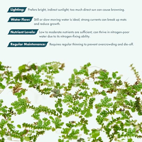 Live Plants - Azolla Caroliniana, Mosquito Fern, Floating Aquarium Plant, Green Floating Plant for Freshwater Aquariums, Ponds - 1 Cup - color: Azolla / Mosquito Fern / Fairy Moss