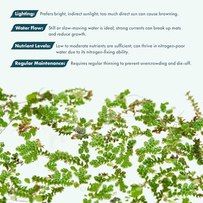 Live Plants - Azolla Caroliniana, Mosquito Fern, Floating Aquarium Plant, Green Floating Plant for Freshwater Aquariums, Ponds - 1 Cup - color: Azolla / Mosquito Fern / Fairy Moss