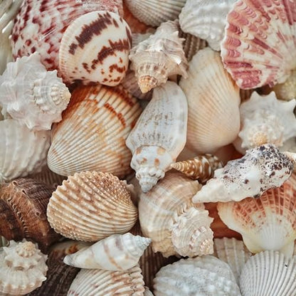 Sea Shells Mixed Beach Seashells, Various Sizes Natural Ocean Seashells for Beach Themed Party DIY Crafts Candle Making Fishtank Vase Fillers Home Wedding Decorations (150)