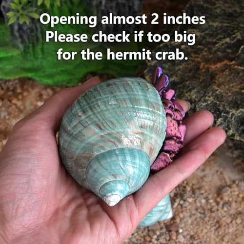 Extra Large Hermit Crab Shells, Turbo Seashell, Teal Green Polished Natural Sea Conch, Opening, Shrimp/Fish Shelter for Aquarium, Reptile Tank Decorations, 2 Pack