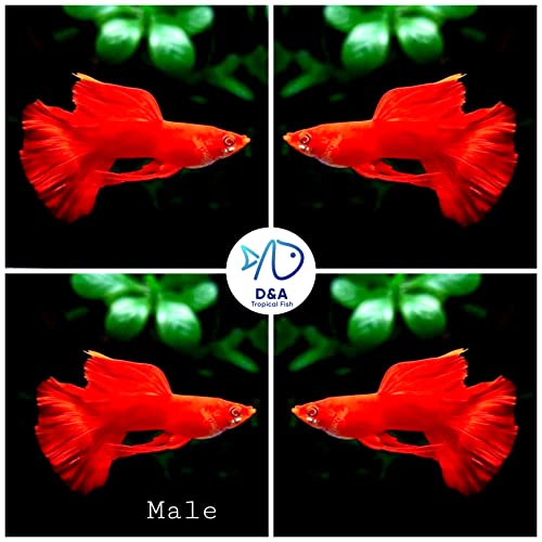 D&A Tropical Live Fish - ABINO Full RED Ribbons Guppy Live Fish, Female and Male Guppies for Aquariums, Freshwater (1 Trio (1Male,2Female))